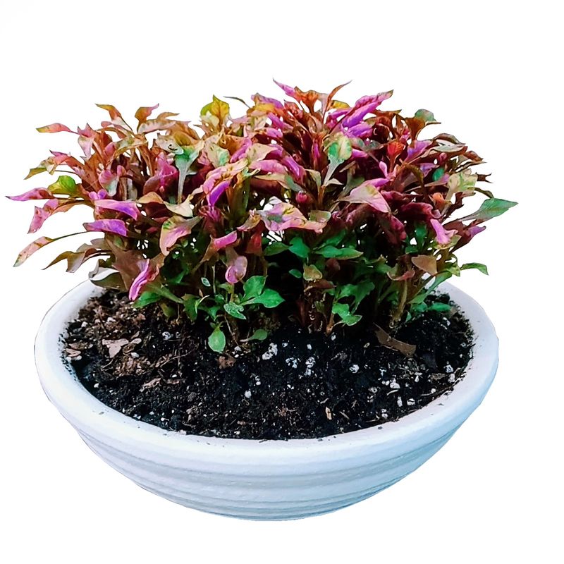 گیاه طبیعی مدل رویال d 6